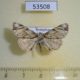 53508p-Noctuidae-sp.-Dominicana-7