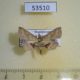 53510p-Noctuidae-sp.-Dominicana-6