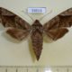 53513p-Sphingidae-Acosmeryx-naga-Primorye-10