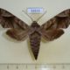 53515p-Sphingidae-Acosmeryx-naga-Primorye-10