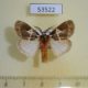 53522p-Lymantridae-Morasa-modesta-Uganda-12