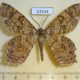 53534p-Geometridae-Epimecis-scolopaceae-Dominicana-8