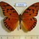 53535p-Heliconiidae-Agraulis-vamillae-insularis-Dominicana-8