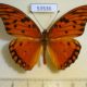 53536p-Heliconiidae-Agraulis-vamillae-insularis-Dominicana-8