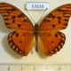 53538p-Heliconiidae-Agraulis-vamillae-insularis-Dominicana-8