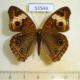 53544p-Nymphalidae-Junonia-genoveva-Dominicana-8