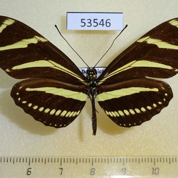 Heliconiidae Heliconius charitonia simulator Dominicana