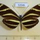 53546p Heliconiidae Heliconius charitonia simulator Dominicana $9
