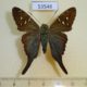53548p-Hesperidae-Urbanus-dorantes-cramptoni-Dominicana-10