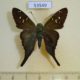 53549p-Hesperidae-Urbanus-dorantes-cramptoni-Dominicana-10