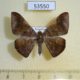 53550p-Geometridae-Sphacelodes-vulneraria-f-Dominicana-4