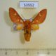 53552p-Arctiidae-Balacra-sp.-flavimacula-Uganda-20