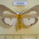 53563p-Noctuidae-Asota-heliconia-f-Vietnam-7