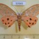 53565p-Arctiidae-Mangina-argus-Vietnam-10