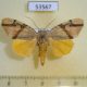 53567p-Noctuidae-Ramadasa-pavo-Vietnam-7