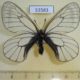 53583p-Papilionidae-Parnassius-stubbendorfi-koreana-Primorye-5