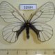 53584p-Papilionidae-Parnassius-stubbendorfi-koreana-Primorye-4