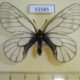 53585p-Papilionidae-Parnassius-stubbendorfi-koreana-Primorye-5