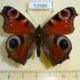 53586p-Nymphalidae-Aglais-io-Primorye-6