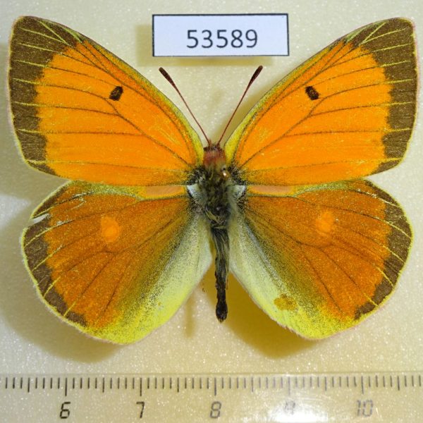 Pieridae Colias heos Transbaikal reg.