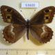 53600p-Satyridae-Hipparchia-autonoe-Tyva-rep.-7