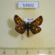 53602p-Hesperidae-Carterocephalus-palaemon-Tyva-rep.-6