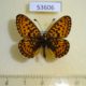53606p-Nymphalidae-Clossiana-euphrosyne-Tyva-rep.-5