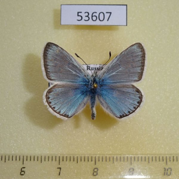 Lycaenidae Polyommatus erotides Tyva rep.