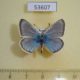 53607p-Lycaenidae-Polyommatus-erotides-Tyva-rep.-6