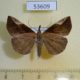 53609p Noctuidae Hypena mactatalis f Dominicana $9