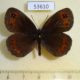 53610p-Satyridae-Erebia-aethiops-Krasnoyarsk-reg.-5