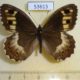 53613p-Satyridae-Hipparchia-autonoe-Tyva-rep.-7