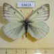 53619p-Pieridae-Colias-tyche-Tyva-rep.-6