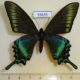 53635p-Papilionidae-Papilio-maackii-Spring-form-Primorye-8