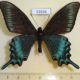 53636p-Papilionidae-Papilio-maackii-Spring-form-Primorye-6