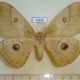 53639p-Saturniidae-Caligula-japonica-f-Primorye-10