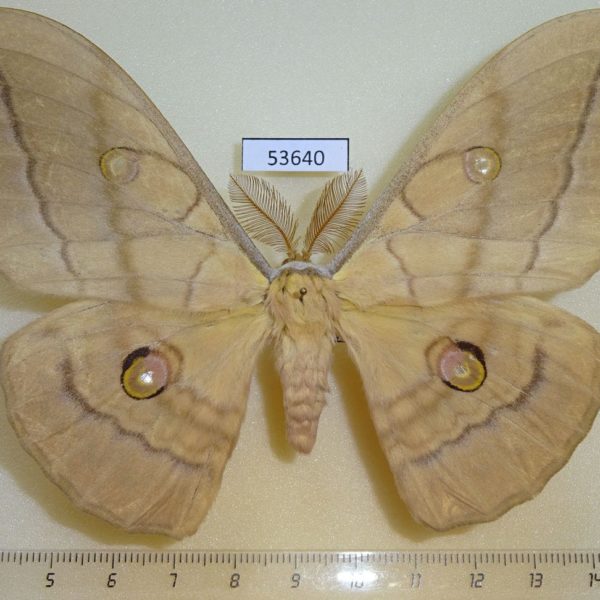 Saturniidae Antheraea yamamai Primorye