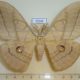 53640p-Saturniidae-Antheraea-yamamai-Primorye-8