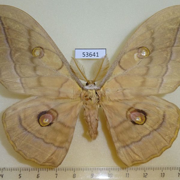 Saturniidae Antheraea yamamai Primorye