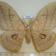 53641p-Saturniidae-Antheraea-yamamai-Primorye-8