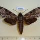 53650p-Sphingidae-Psilogramma-menephron-Vietnam-10