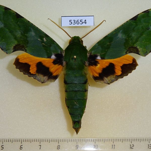 Sphingidae Euchloron megaera Uganda