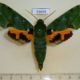 53654p-Sphingidae-Euchloron-megaera-Uganda-22