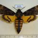 53655p-Sphingidae-Acherontia-atropos-Uganda-20
