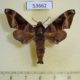 53662p-Sphingidae-Craspedortha-porphyria-Vietnam-8