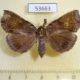 53663p-Noctuidae-Ochrotrigona-triangulifera-f-Vietnam-6