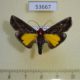 53667p-Pyralidae-Toccolosida-rubriceps-Vietnam-6