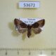 53672p Noctuidae Elusa antennata Vietnam $4