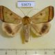 53673p-Noctuidae-Ophiusa-trapezium-Vietnam-7