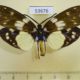 53676p-Zygaenidae-Eterusia-aedea-Vietnam-10
